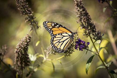 Monarch Schmetterling, Falter