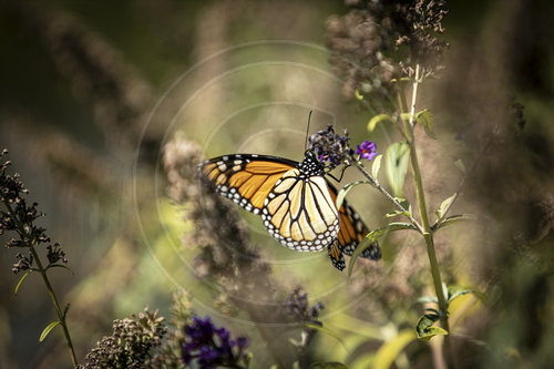 Monarch Schmetterling, Falter