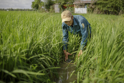 Alternate Wetting and Drying Rice, (AWD)-
Technik, Anbaumethode