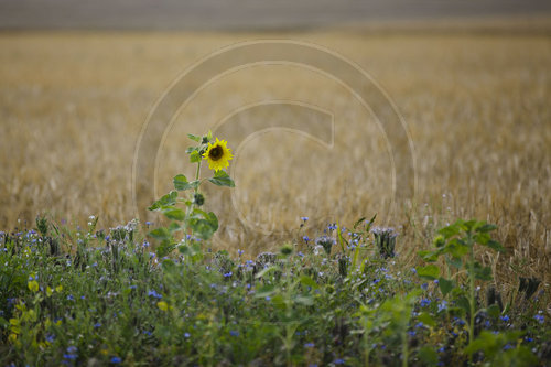 Sonnenblume vor Gerstenfeld