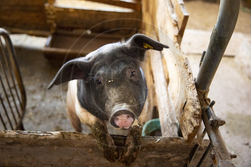 Schwein auf einem Biohof