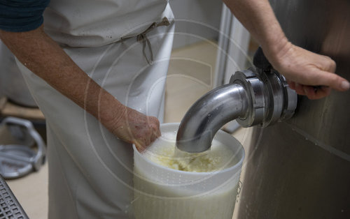 Milch wird durch Kaelberlab im Pasteurisator angedickt
