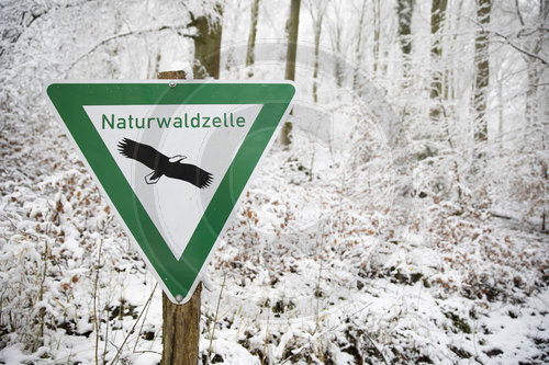 Naturwaldzelle im Winter