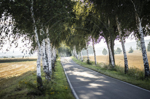 Deutsche Alleenstrasse