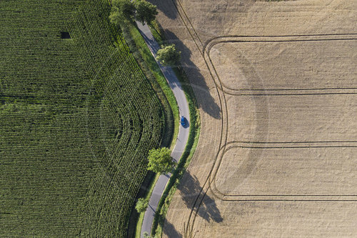 Mais und Weizen in Sachsen