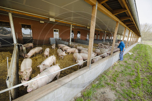 Schweinehaltung mit Schwerpunkt Tierwohl