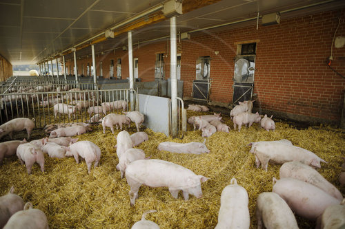 Schweinehaltung mit Schwerpunkt Tierwohl