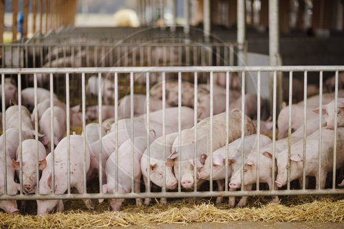 Schweinehaltung mit Schwerpunkt Tierwohl