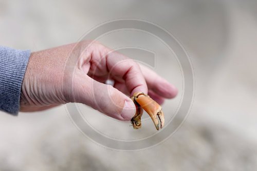 Hand mit dem Greifwerkzeug einer Krabbe.