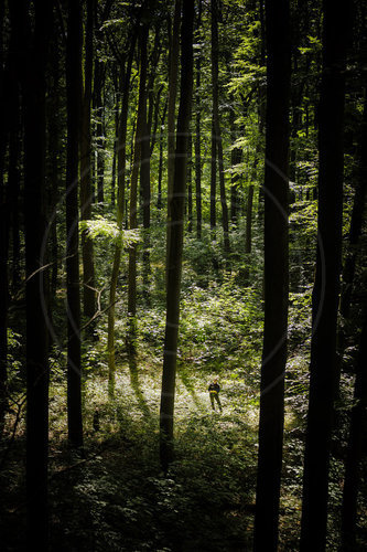 Forschung im Wald
