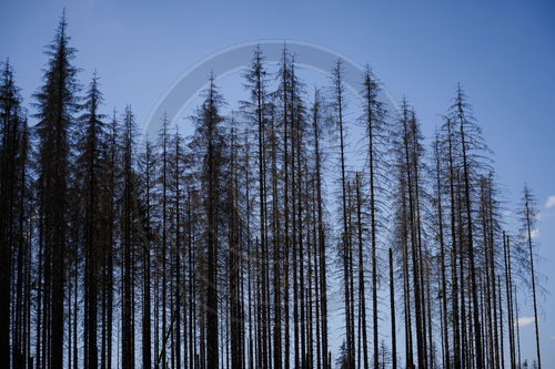 Waldsterben im Harz