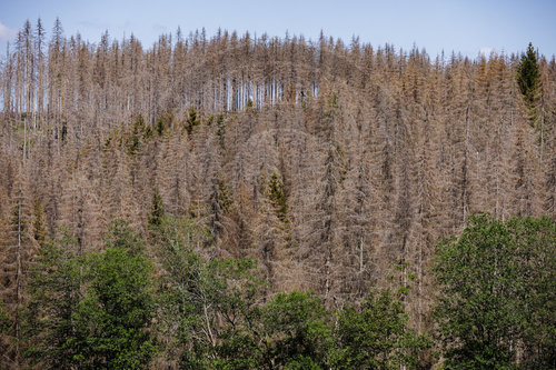 Waldsterben im Harz