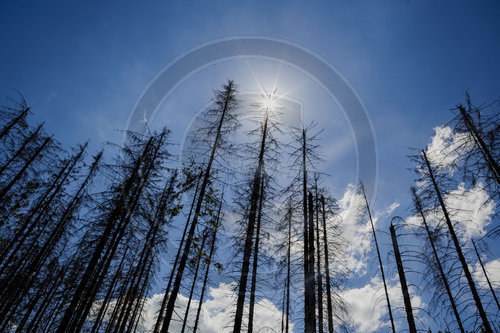 Waldsterben im Harz