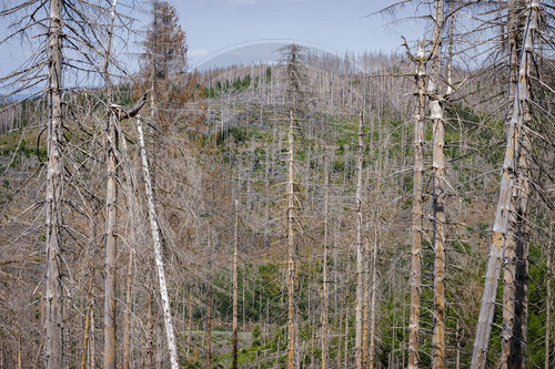 Waldsterben im Harz