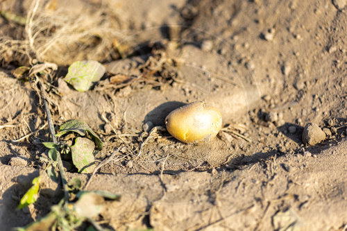 Landwirtschaft Kartoffelfeature