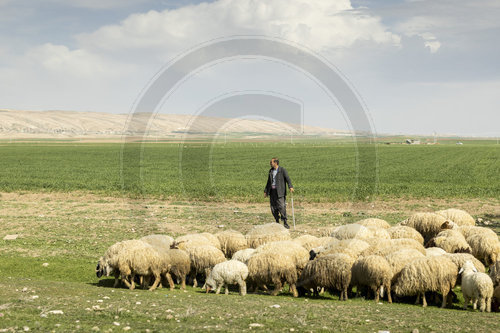 Landwirtschaft im Irak