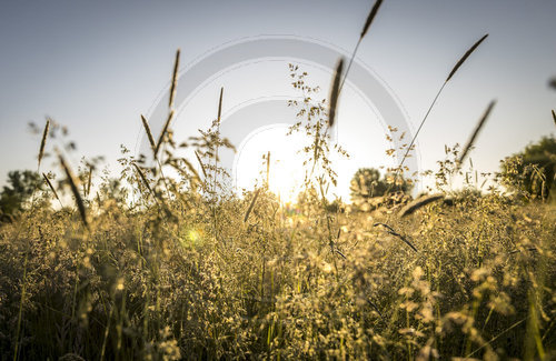 Feld und Wiesen im Morgengrauen