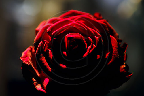 Nahaufnahme einer roten Rose.
