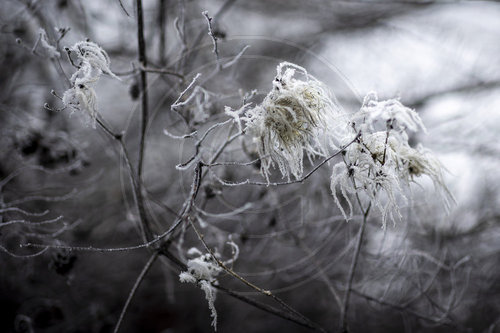 Frost in Berlin