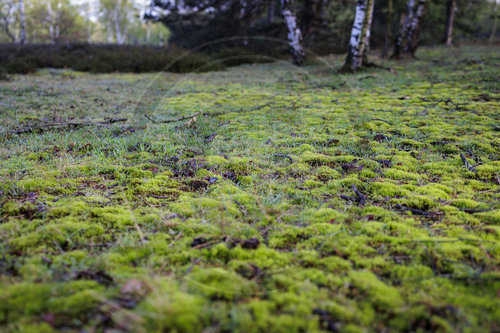 Waldboden mit Moos