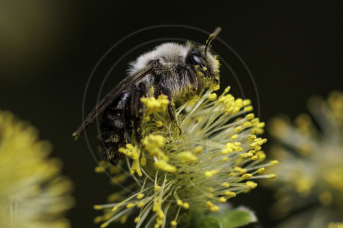 Weiden-Sandbiene