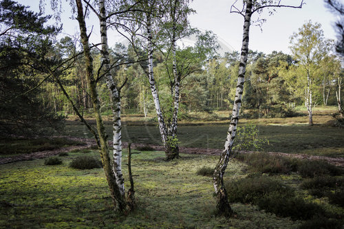 Wald mit Birken