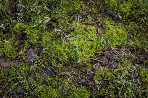 Waldboden mit Moos