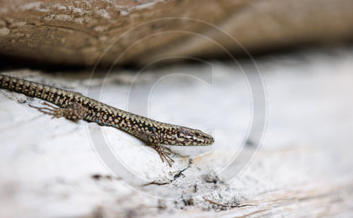 Waldeidechse, Wood lizard