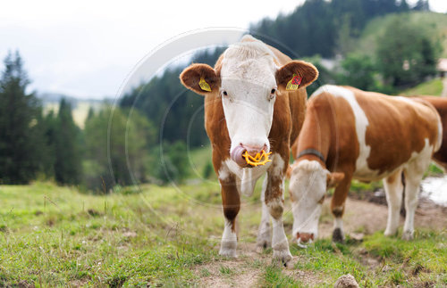 Landwirtschaft Tirol