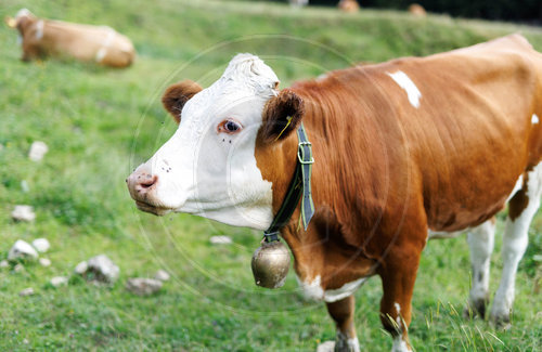 Landwirtschaft Tirol