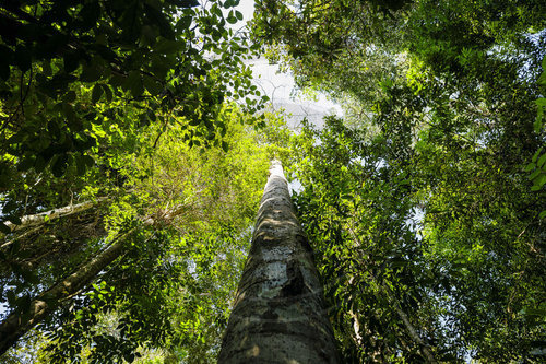 Nationalwald Tapajos