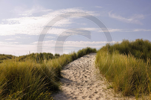 Naturschutz durch Weg in den Duenen auf Borkum