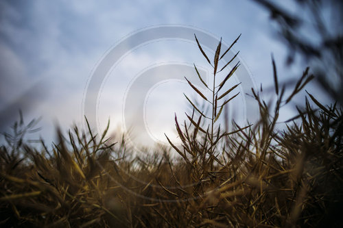 Raps im Abendlicht