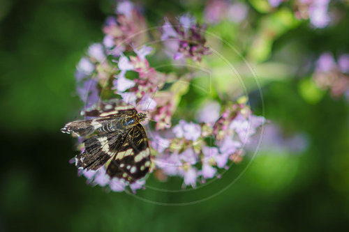 Schmetterling auf Bluete