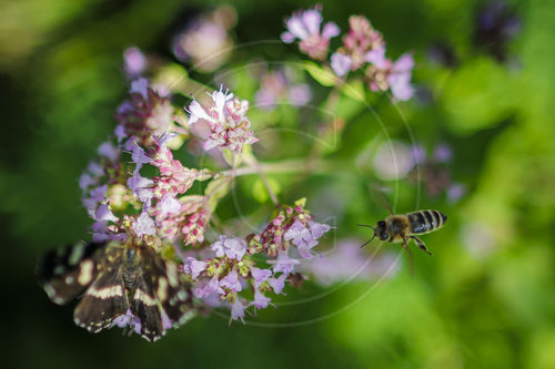 Schmetterling und Biene