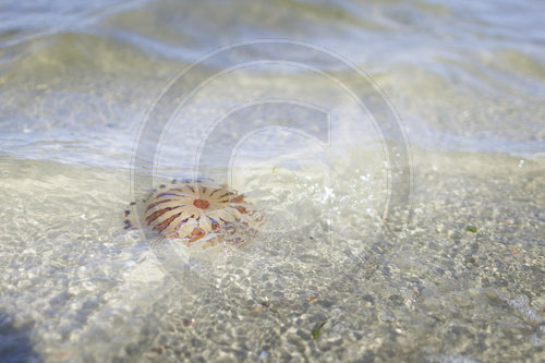 Feuerqualle/ Fire jellyfish