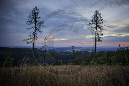 Waldsterben in Deutschland