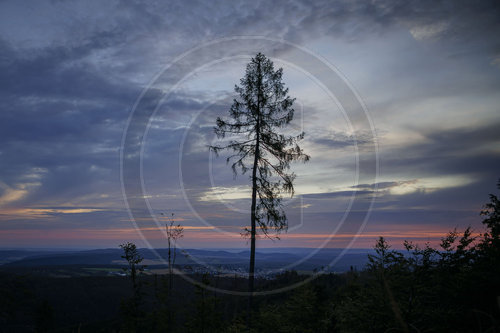 Waldsterben in Deutschland