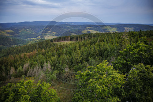 Waldsterben in Deutschland