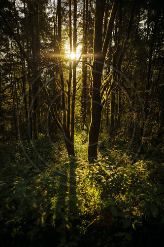 Morgenstimmung im Thueringer Wald