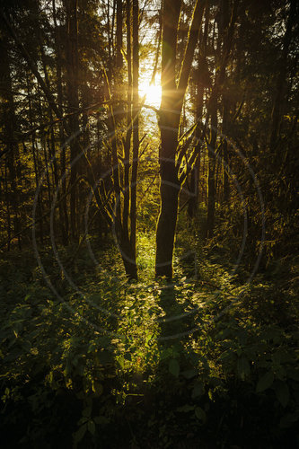 Morgenstimmung im Thueringer Wald