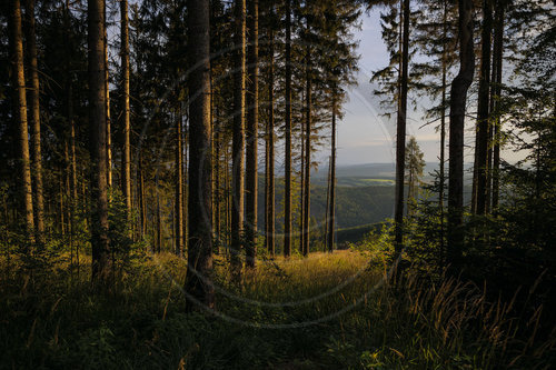 Morgenstimmung im Thueringer Wald