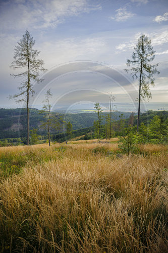 Morgenstimmung im Thueringer Wald