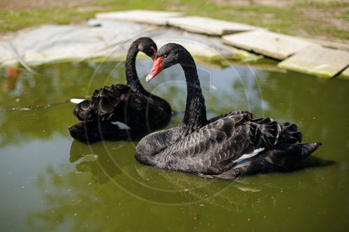 Schwarze Schwaene