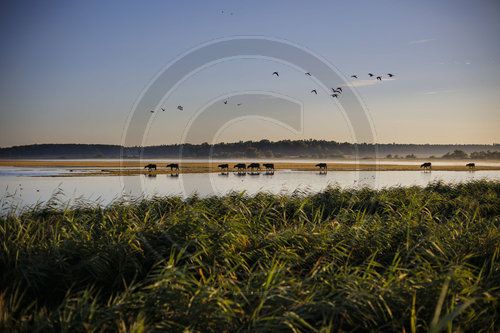 Jungbullenzucht im Sonnenaufgang