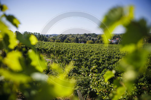 Weinberg Werderaner Wachtelberg