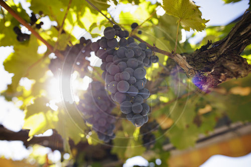 Rote Trauben Weinberg Werderaner Wachtelberg