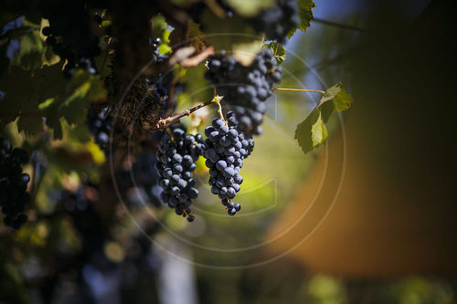 Rote Trauben Weinberg Werderaner Wachtelberg