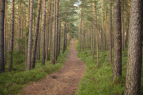 Thueringer Wald