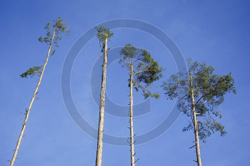 Duerre Kiefern im Thueringer Wald